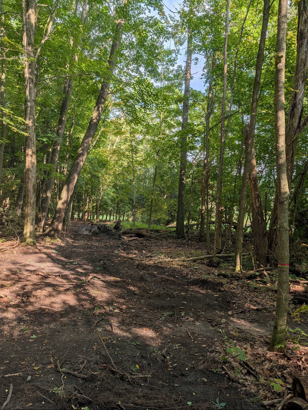Hole 7 - Fairway from short tee - sharp bend to the left