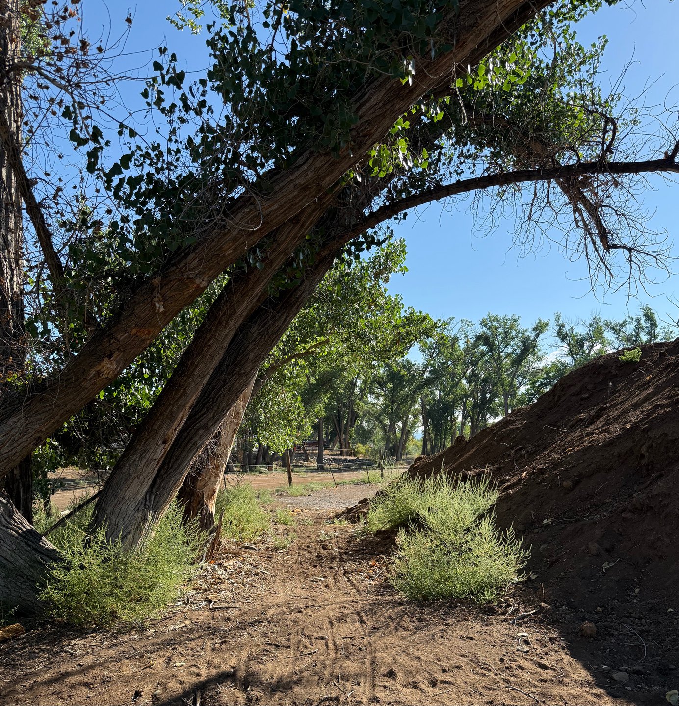 The view from the tee pad of hole 13. Watch out for the mando by the trees near the baskets.