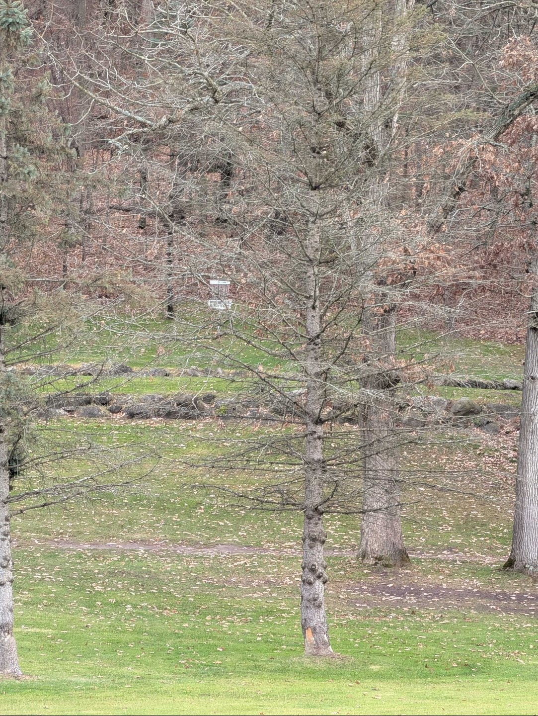 basket location zoomed in from long/short tee