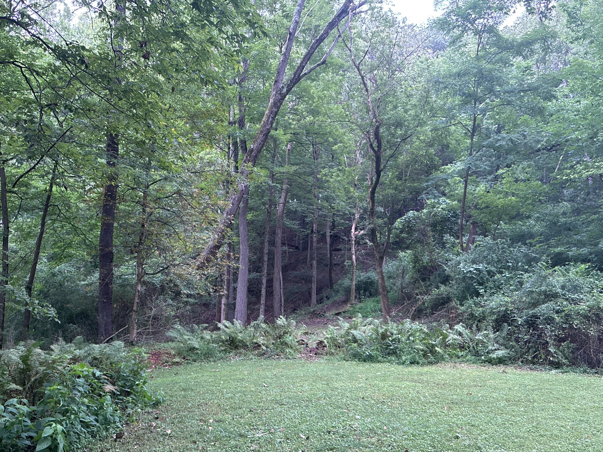Sycamore Glenn