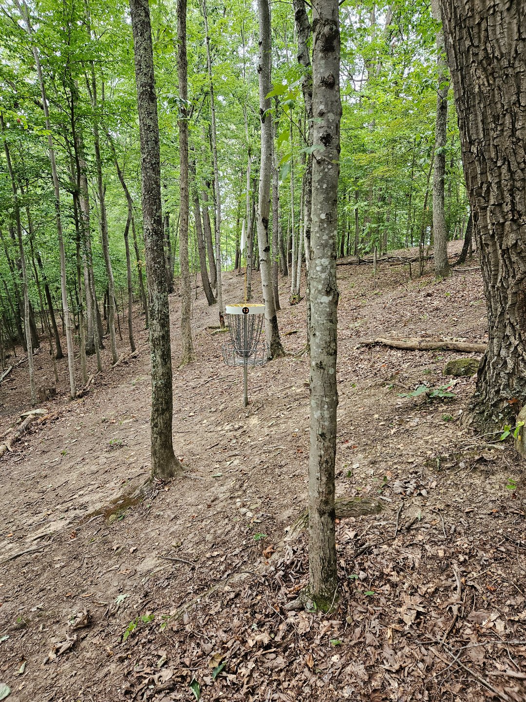 Behind Short Basket, Looking back down fairway.