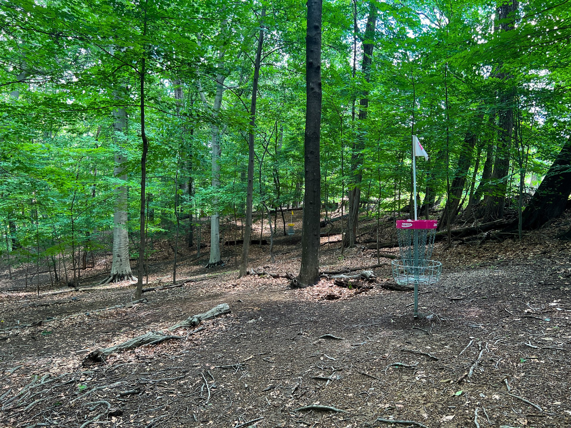 Hole 15's Pink and Yellow baskets. Pink is 208 ft, Yellow is 293 ft. Both are Par 3. Yellow is past and down to the left of Pink. 