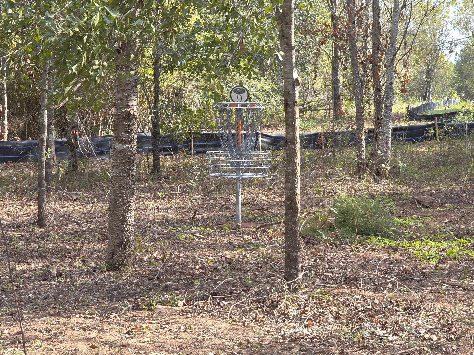 The guardian trees on hole 9.
