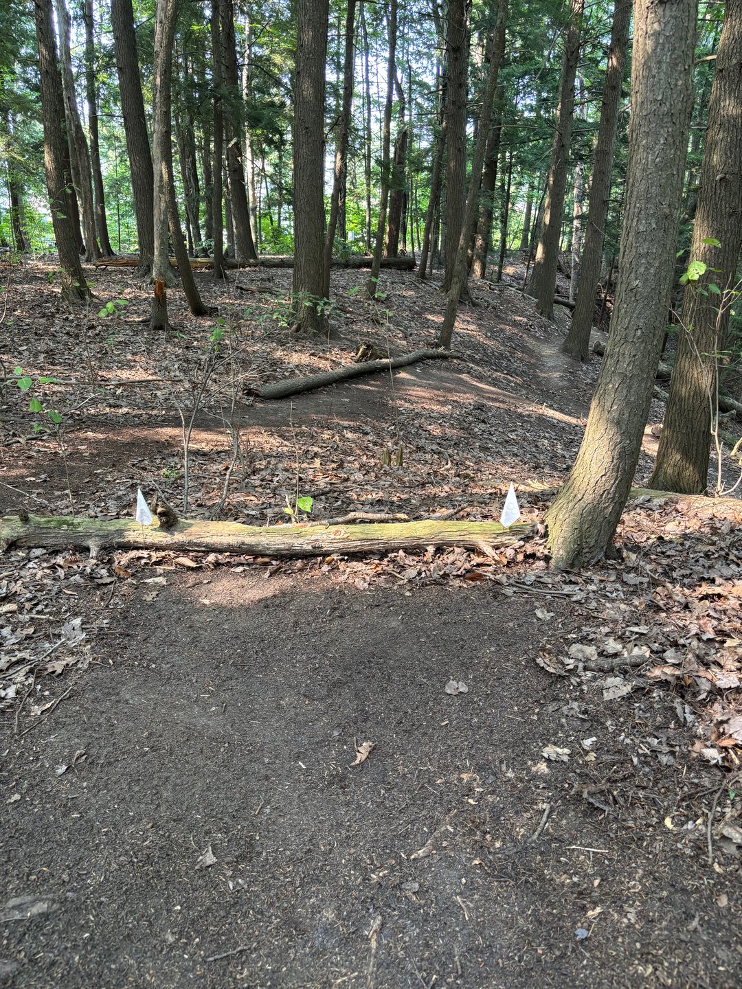 Hole 8 tee