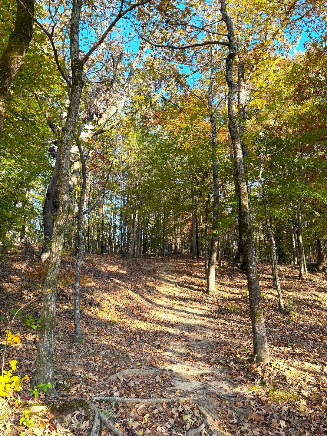 Hole 15 Approaching the Basket
