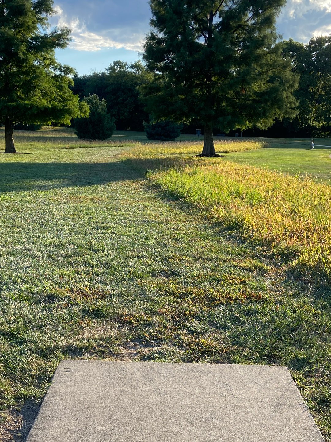 Hole 14. Basket behind the tree on the right