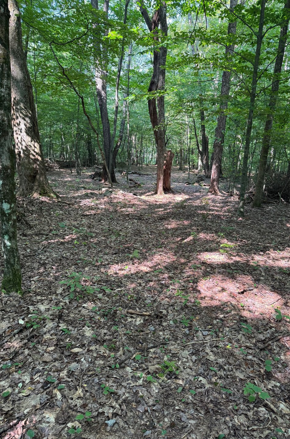 Steep drop off before basket. Rollaways possible. Spotter recommended for 2nd shot. 