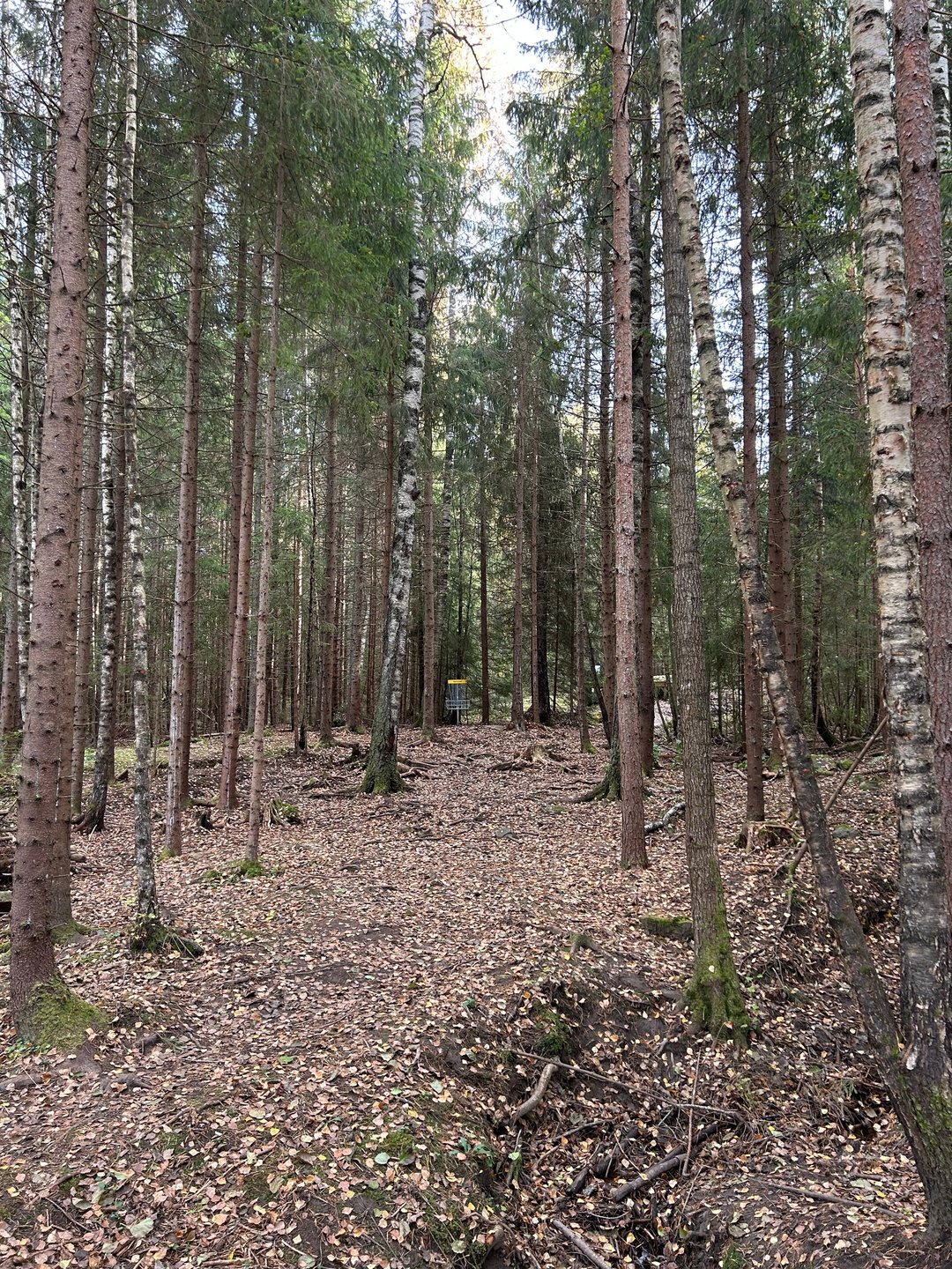 Kurv 7