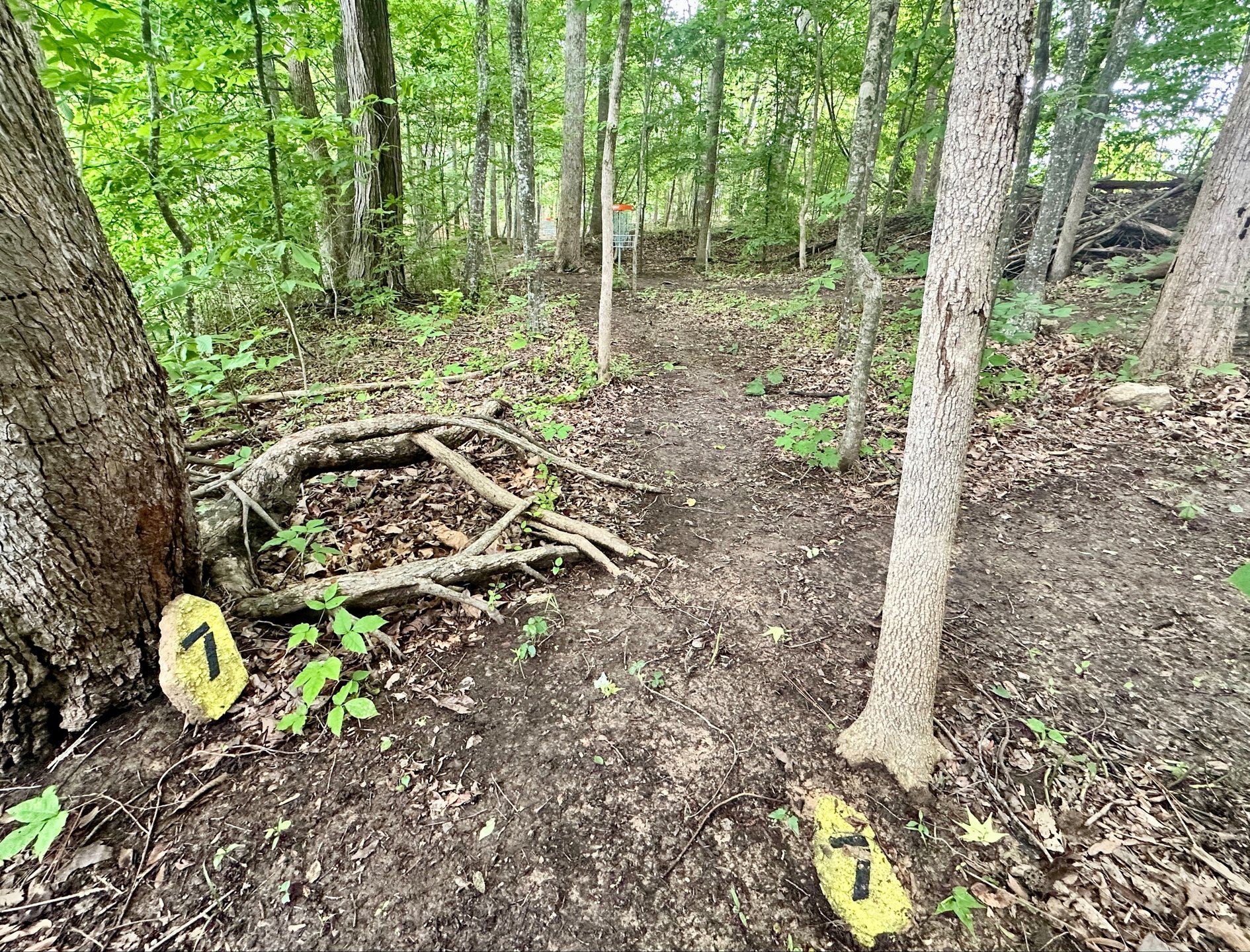 Hole #7 shares a basket with hole #2. Short and ace-able, but you must decide to play to the left or right of a small tree midway down the fairway.
