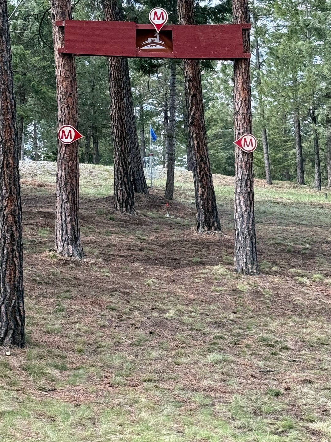 New Pin Position Hole 10 (Moved back 25 feet )  to original intended spot at end of natural pine tree tunnel - Had to Raise the Bar on Tiple Mando to accommodate