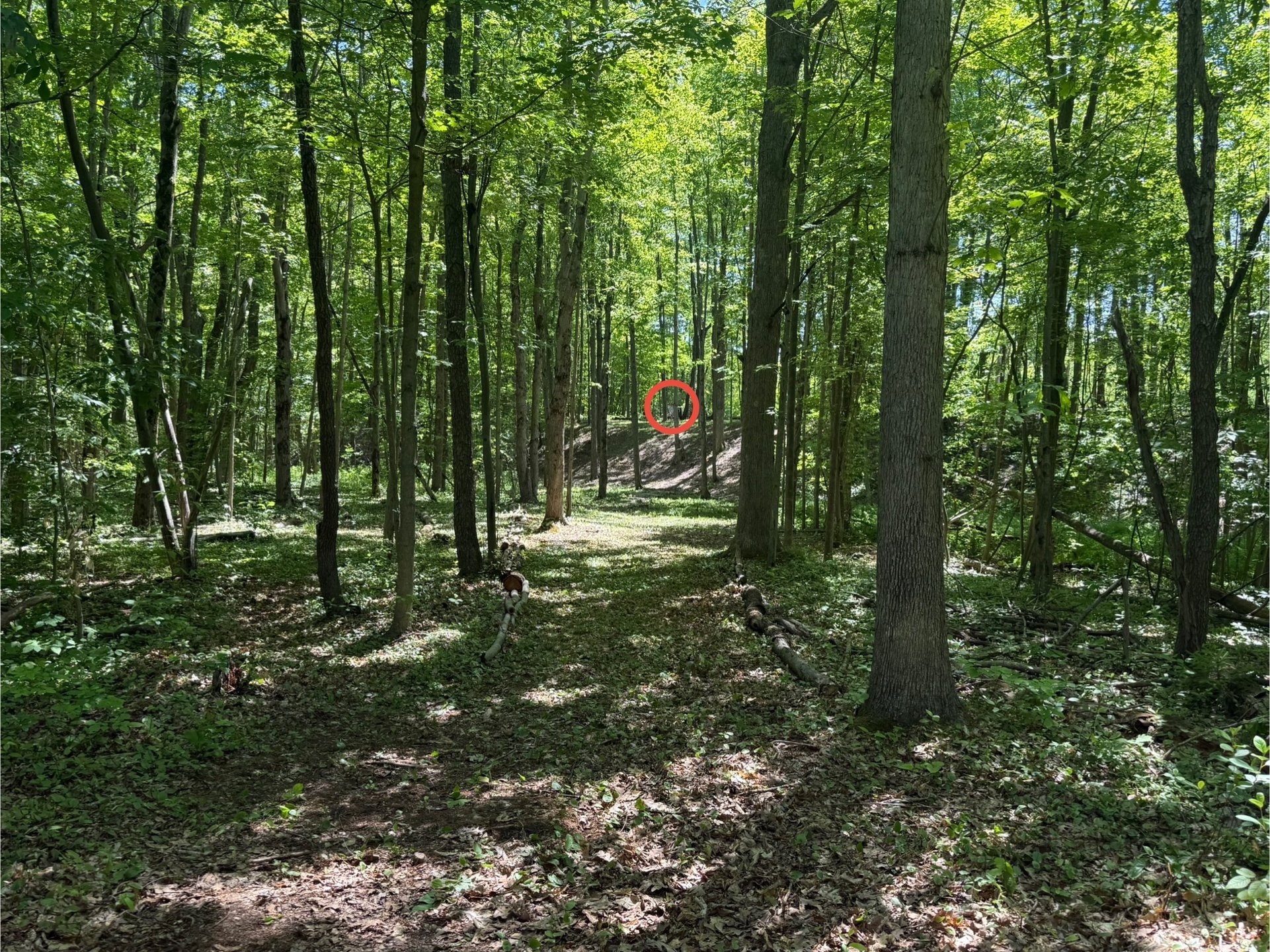 Hole 7 Tee to Basket