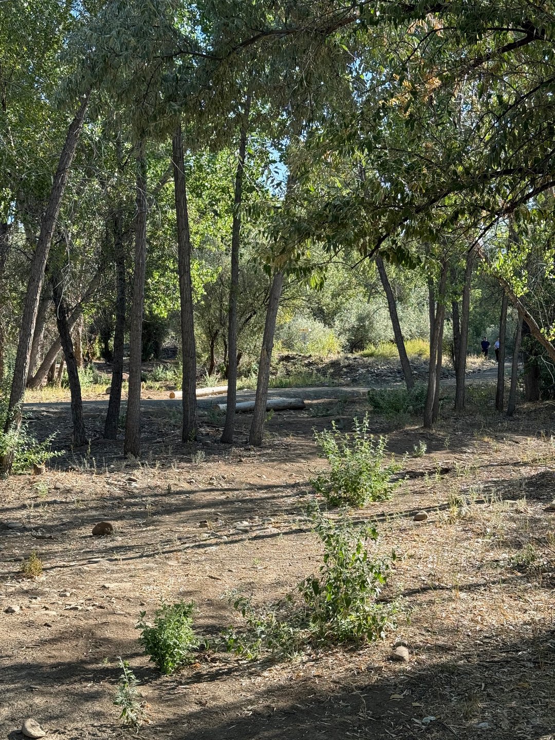 The tree wall in the fairway of hole 6.