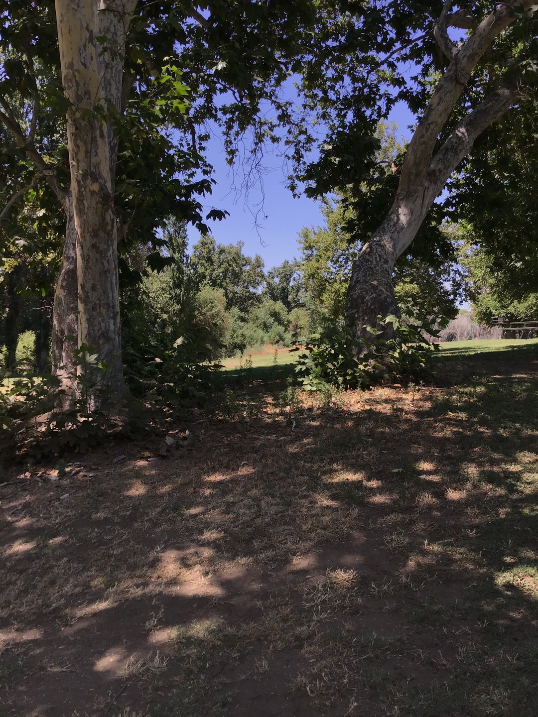 Mando left of leaning tree.