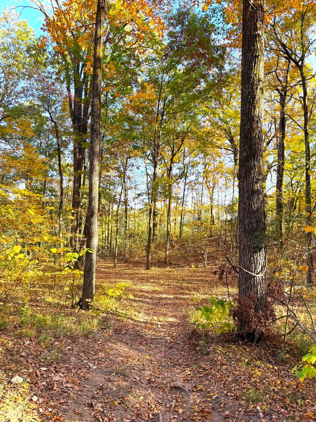 Hole 7 Approaching the Basket