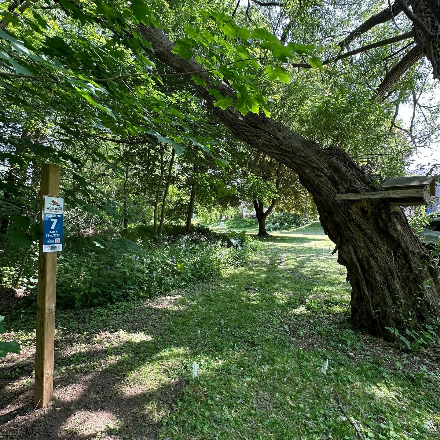 Hole 7 tee area...this willow tree is gigantic.
