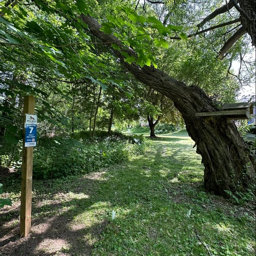 Hole 7 tee area...this willow tree is gigantic.