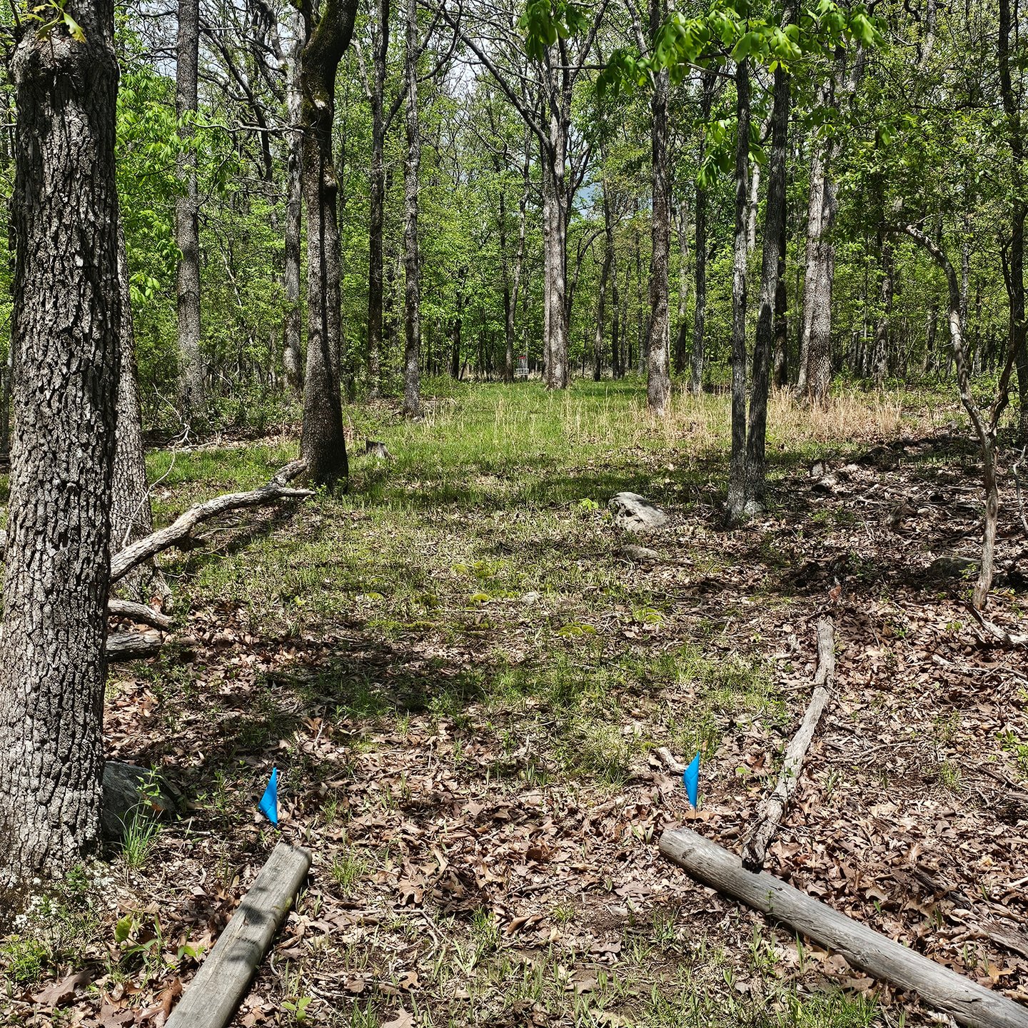 Hole 4 from the tee. 