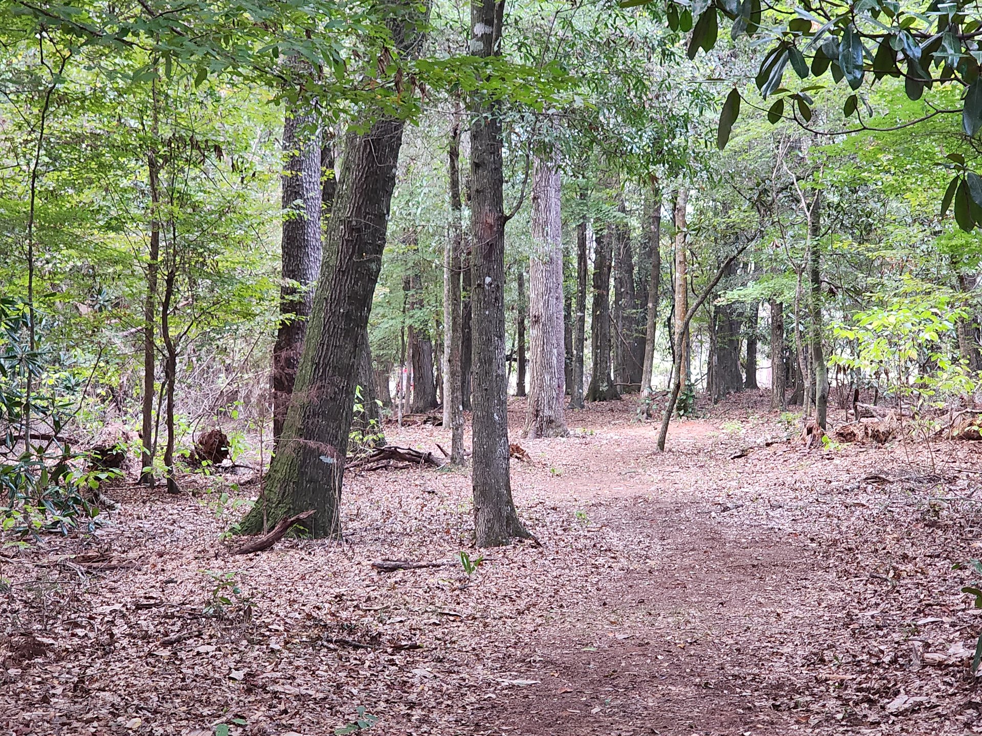 Pin placement. Look through trees just left of center