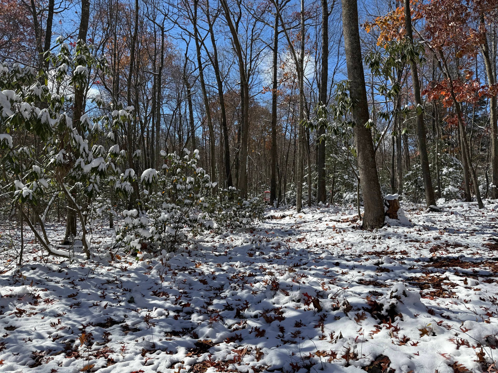 View of the basket from the fairway