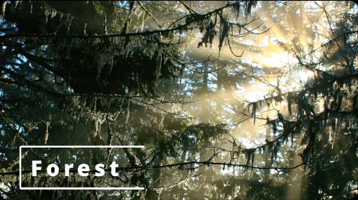 Forest Category is a sub-category of Day