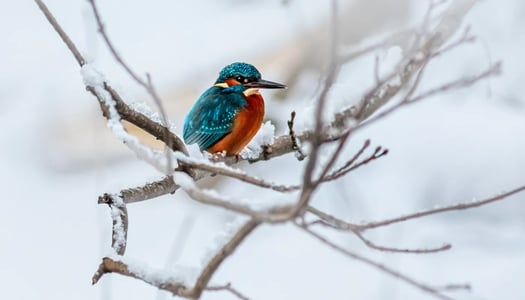 estonia-erik-karits-unsplash-2.jpg