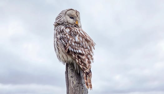 estonia-erik-karits-unsplash.jpg