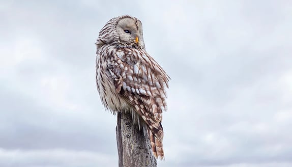 estonia-erik-karits-unsplash.jpg