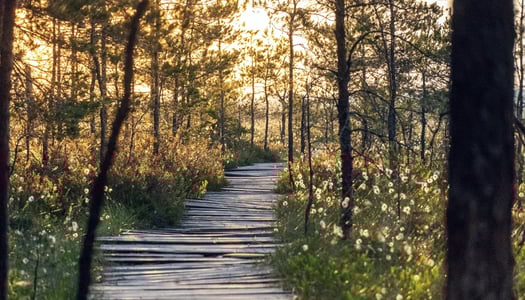 estonia-trail-forest-swamp-single-earth-unsplash.jpg