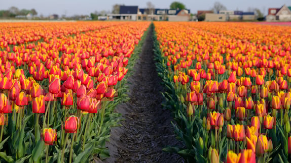 Beautiful colours of tulips, daffodils on fower fields in The Netherlands during the spring time.