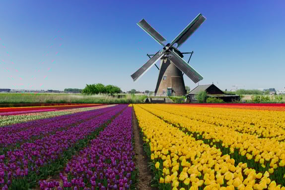 dutch-windmill-over-tulips-field-2024-10-19-10-38-02-utc-Muokattu