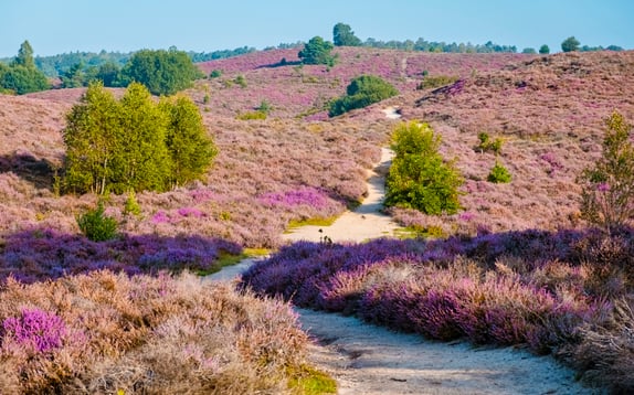 Posbank National park Veluwe, purple pink heather in bloom, blooming heater on the Veluwe