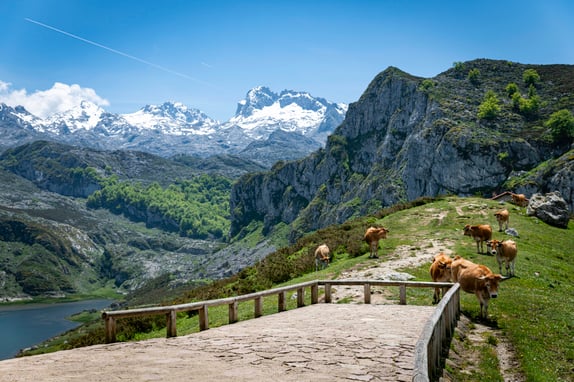 Majestic Mountain Landscape with Cows Grazing by Snow-Covered Pe
