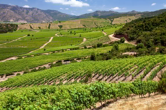 Vineyards in the Colchagua Valley - Chile