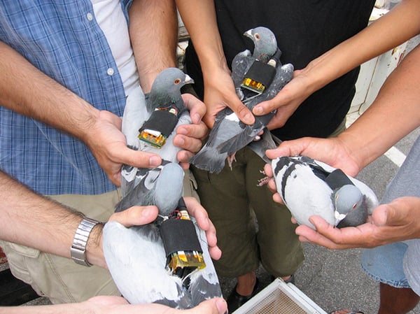 Multiple pigeons with tech backpacks being held my several people whose hands we can see holding the pigeons.