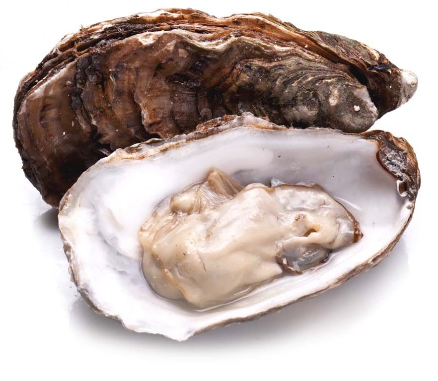 gross_oyster_900px.jpg