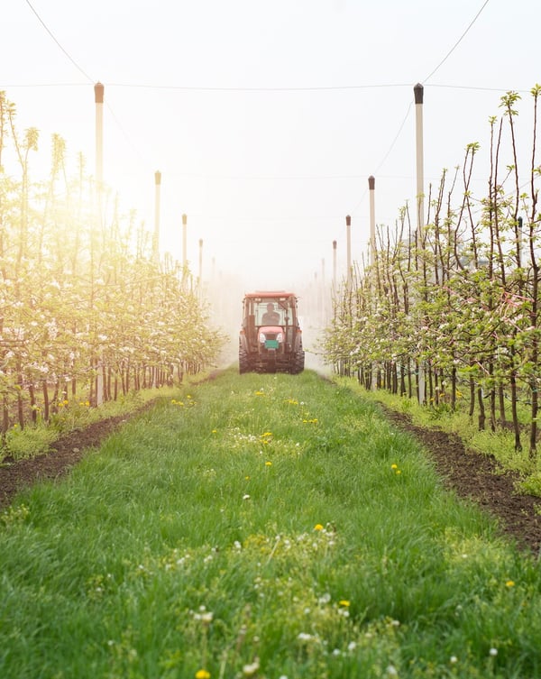 AI Orchards: Algorithms That Decide When to Pick Your Peaches