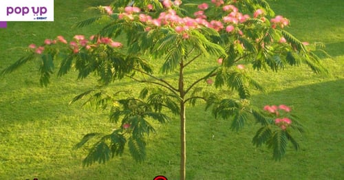400 висококачествени семена от красиво декоративно копринено медоносно дърво албиция