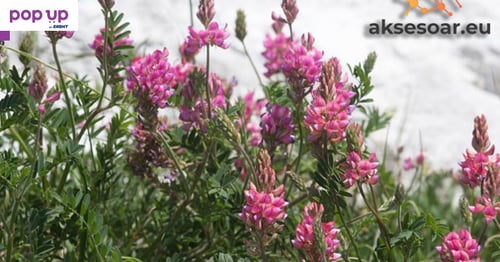 Семена от Еспарзета – медоносно растение за пчелите разсад семена пчеларски растения