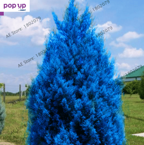 100 бр. семена кипарис синя елха бор сини иглолистни кипарисови дървета бонсай екзотични