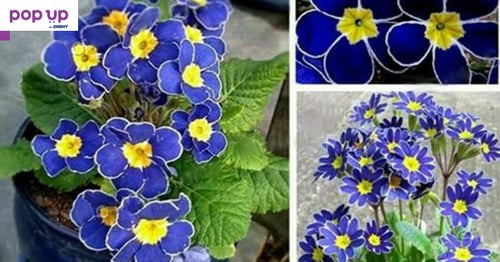 100 бр редки семена от цвете цветя синя вечерна иглика лесни за засаждане в градината градински