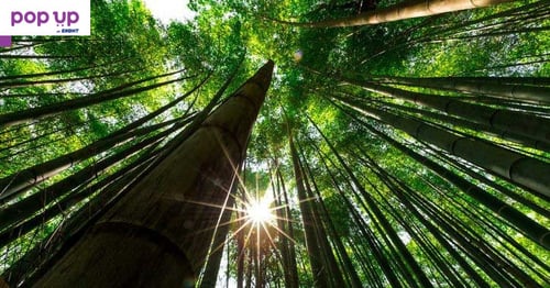 100 броя редки бамбукови семена зелен бамбук Moso-Bamboo мосо бамбо растение декорация за градината