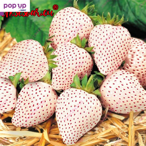 200 семена от плод бяла ягода органични плодови бели ягодови семена от вкусни ягоди отлични плодове
