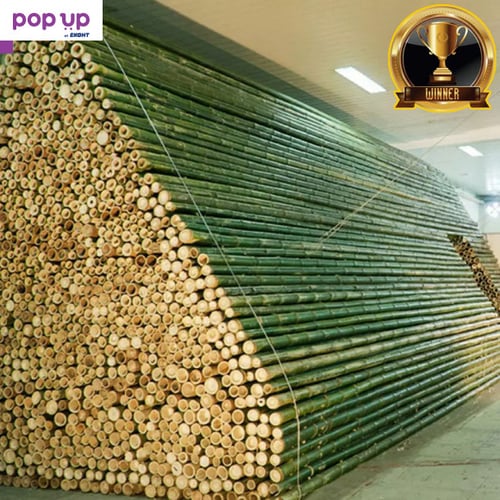 100 Семена бамбук Moso-Bamboo красиво растение за вашата градина бамбук мосо бамбо дървен материал