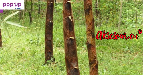 Семена от гигантски бамбук Moso Bambo градински горски декоративни растения декорация за градината