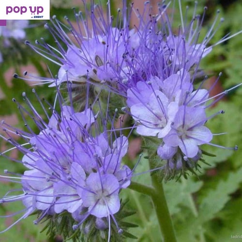 Семена от Фацелия - медоносно растение за пчелите разсад семена пчеларски растения