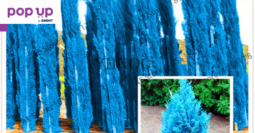 100 бр. семена кипарис синя елха бор сини иглолистни кипарисови дървета бонсай екзотични