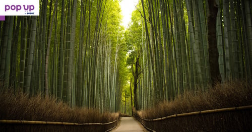 Висококачествени семена от гигантски бамбук Moso Bambo градински растения декорация в дома
