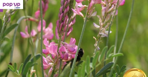 Семена от Еспарзета – медоносно растение за пчелите разсад семена пчеларски растения