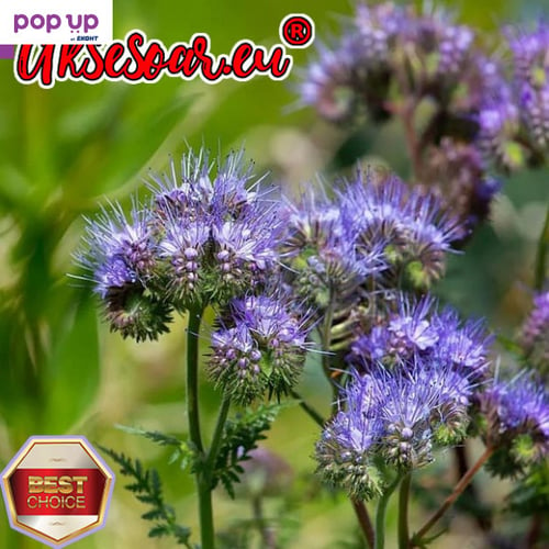 Семена от Фацелия - медоносно растение за пчелите разсад семена пчеларски растения