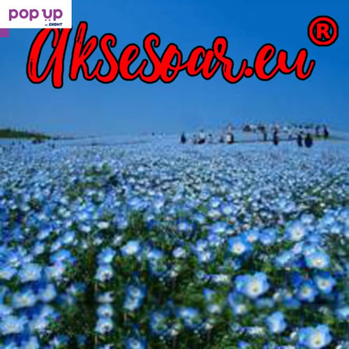 100 бр редки семена от цвете цветя синя вечерна иглика лесни за засаждане в градината градински